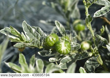 Variegated Jerusalem Cherry - Latin Name - Solanum Pseudocapsicum Variegata