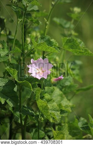 Beautiful Pink Wildflowers Macro. Lavatera, Wild Mallow. High Quality Photo