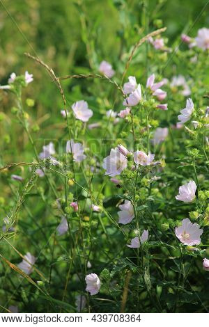 Background Of Beautiful Pink Wildflowers Macro. Lavatera, Wild Mallow. High Quality Photo