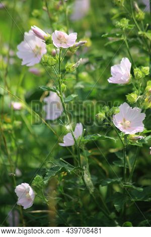 Green Background Of Beautiful Pink Wildflowers Macro. Lavatera, Wild Mallow. High Quality Photo