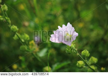 Beautiful Pink Lavatera, Wild Mallow Macro. Green Blurred Background. High Quality Photo