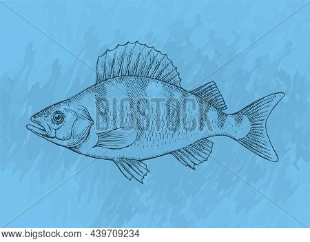 Fish Perch On A Blue Background. Cooking Delicious Food. Vector Art Illustration Hand Drawn