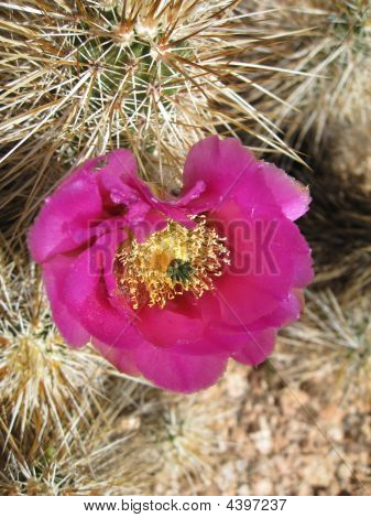 Kwitnienie pustyni Jr.