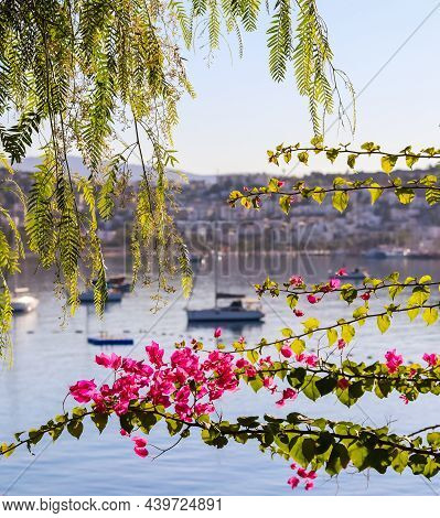 Summer Vacation And Coastal Nature Concept. Purple Bougainvillea Flowers On The Background Of The Se