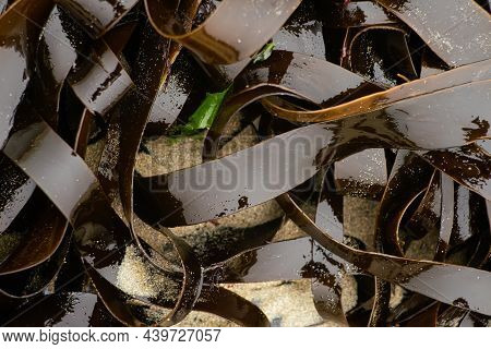 Shiny Wet Seaweed Leaves On A Sand. Close Up.