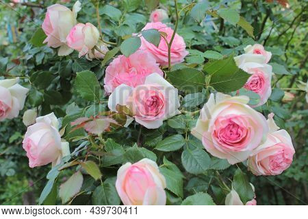 Pierre De Ronsard Is A Variety Of Climbing Roses.