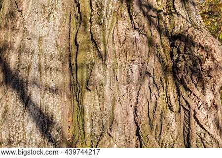 Bottom Part Of Trunks Of The Old Poplar With Rough Cracked Bark In Evening Park, Background