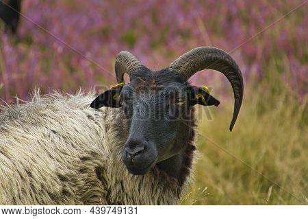 Heidschnucken In The Luneburg Heath Near Undeloh