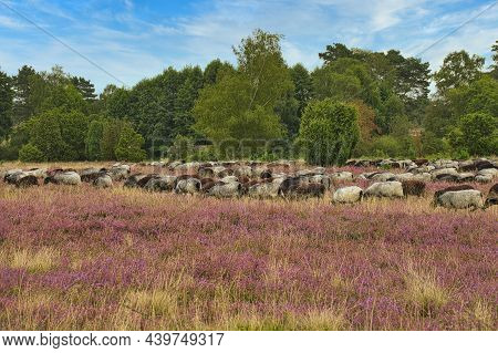 Heidschnucken In The Luneburg Heath Near Undeloh