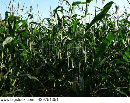 Sweetcorn Crop Ready For Harvest Grows On Farmland Plantation