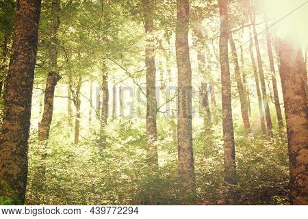 Forest in Anso Valley, Huesca Province in Aragon in Spain.