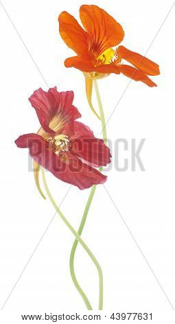 Nasturtium