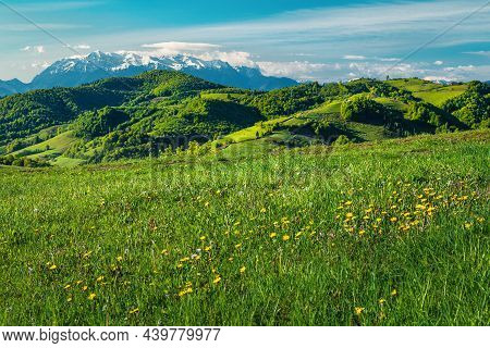 Yellow Dandelions On The Meadow And Spectacular Snowy Mountains In Background, Holbav, Tramsylvania,