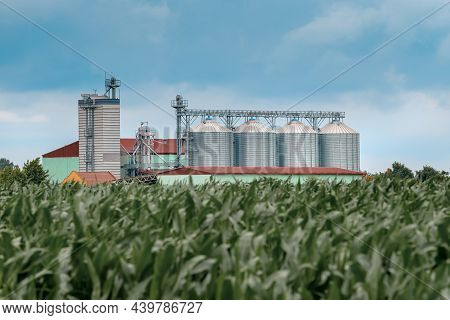 Grain Storage Silos In Cultivated Corn Maize Field, Selective Focus On Building