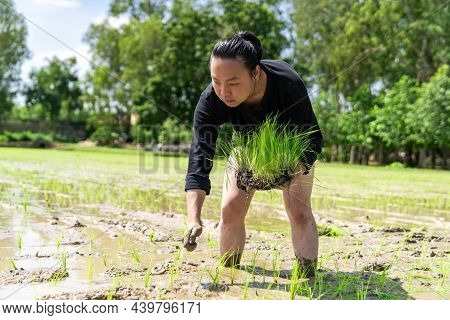 Amateur Asian Man Tests And Tries To Transplant Rice Seedlings In Paddy Rice Field In The Open Sky D