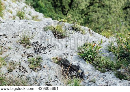Wild Lizards On Rocks In The Mountains Hunting