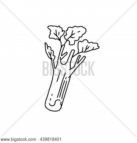 Celery Stalk With Leaves Hand Drawn Sketch Style Vector Illustration Isolated.