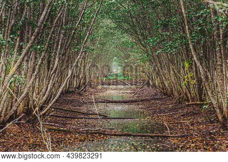 Dark Swamp Wetlands With Grey Greens Water. Autumn Time. Yelnya National Landscape Reserve Trail Ove