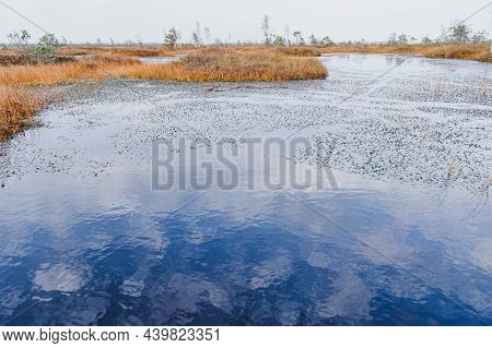 Swamps. Belarusian Swamps Are The Lungs Of Europe. Ecological Reserve Yelnya. Yelnya National Landsc