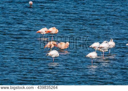 Colony Of Pink Flamingos Wintering In Grevelingen Salt Lake Near Battenoord Village In Zeeland, Neth