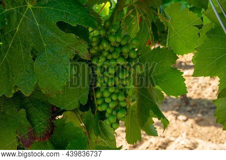 Winemaking In  Department Var In  Provence-alpes-cote D'azur Region Of Southeastern France, Vineyard