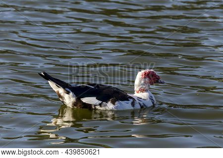 The Male Muscovy Duck (cairina Moschata) Duck Close-up Swims In A Pond On An Autumn Sunny Day