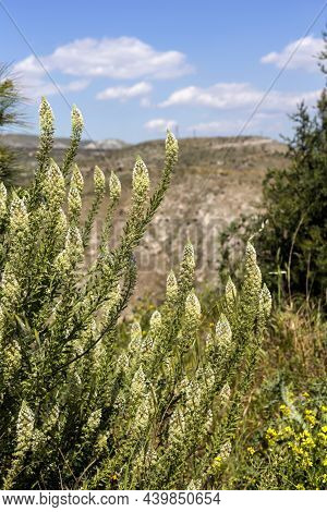 A Tall, Medicinal Plant (reseda Alba) With White, Small Inflorescences Growing In A Meadow On A Sunn