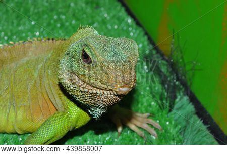 Water Agama, Or Eastern Water Lizard (latin Physignathus Cocincinus)