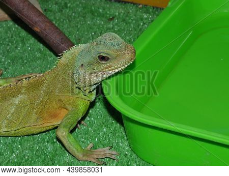 Water Agama, Or Eastern Water Lizard (latin Physignathus Cocincinus)