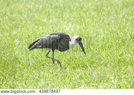 Black And White Wooly Necked Stork In Green Grass