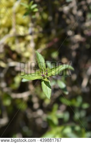 Rock Soapwort Flower Buds - Latin Name - Saponaria Ocymoides