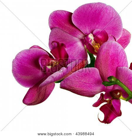 Orquídeas phalaenopsis beautifiul flores aisladas en blanco