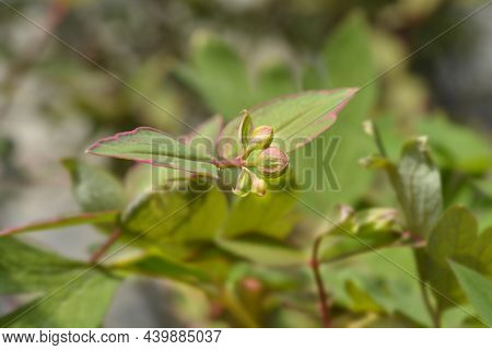 St. Johns Wort Tricolor - Latin Name - Hypericum X Moserianum Tricolor