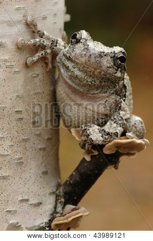 Šedá Rosnička (Hyla Versicolor)
