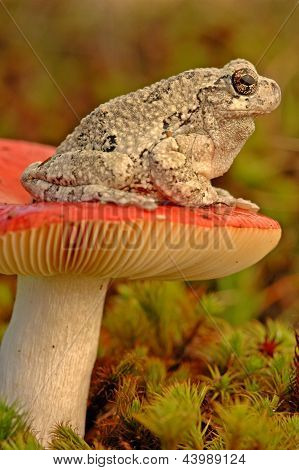 Šedá Rosnička (hyla Versicolor)