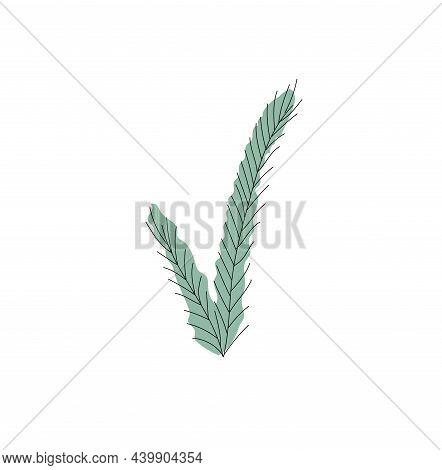 Fir Branch, Pine, Christmas Pine. Holly Stock. Doodle, Line And Flat. Vector Illustration