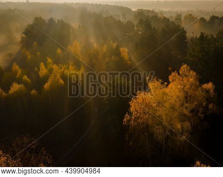 Aerial View On A Walkway In The Autumn Forest In The Morning Light During Sunrise. Misty Forest In T