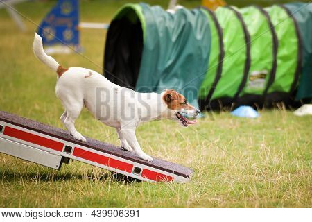 Jack Russel Terier Is On Agility See-saw. She Is So Incredible Dog On Agility.