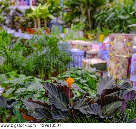 Calathea Crocata Close-up. Sale In The Store. Selective Focus