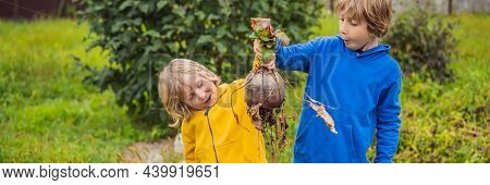Banner, Long Format The Boys Found A Huge Beet In The Garden. Homeschooling, Natural Education Of Ch