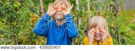 Banner, Long Format Boys And Tomatoes Peppers In Vegetable Garden. Homeschooling, Natural Education 