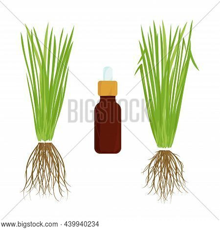 Vetiver. Leaves, Root, Oil Set On A White Background