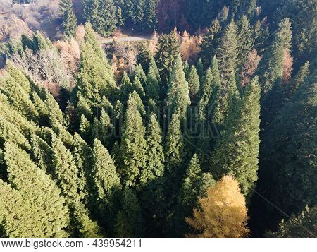 Aerial View Of Old Sequoia Forest Near Village Of Bogoslov, Kyustendil Region, Bulgaria