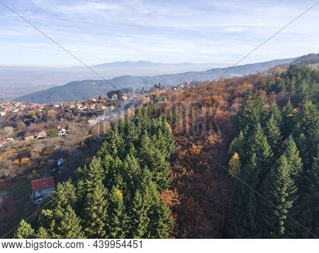 Aerial View Of Old Sequoia Forest Near Village Of Bogoslov, Kyustendil Region, Bulgaria