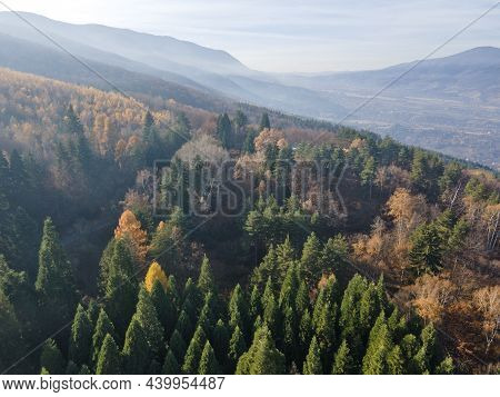 Aerial View Of Old Sequoia Forest Near Village Of Bogoslov, Kyustendil Region, Bulgaria