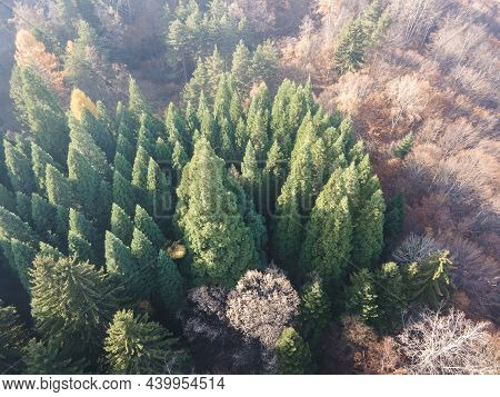 Aerial View Of Old Sequoia Forest Near Village Of Bogoslov, Kyustendil Region, Bulgaria