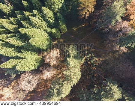 Aerial View Of Old Sequoia Forest Near Village Of Bogoslov, Kyustendil Region, Bulgaria
