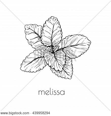 Sketch Melissa Plant. Nature Vector. White Background. Cooking Food. Floral Branch Drawing. Line Art