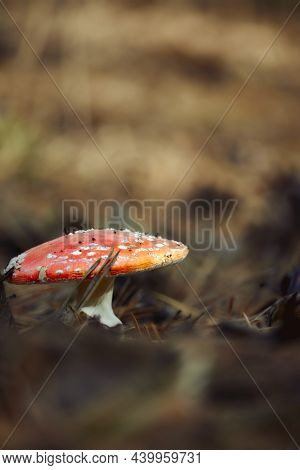 Toadstool At The Forest,mushroom Close-up, Poisonous Mushroom
