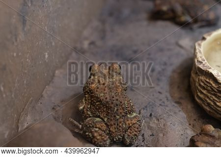 The Decorative Earthen Toad Sleeps In The Sun.